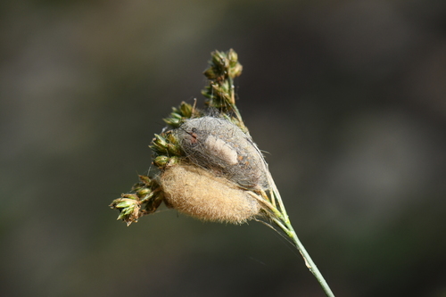 Fir Tussock Moth