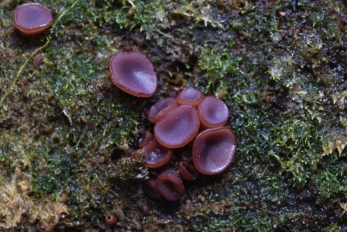 Purple Jellydisc