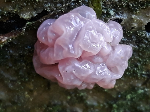 Purple Jellydisc