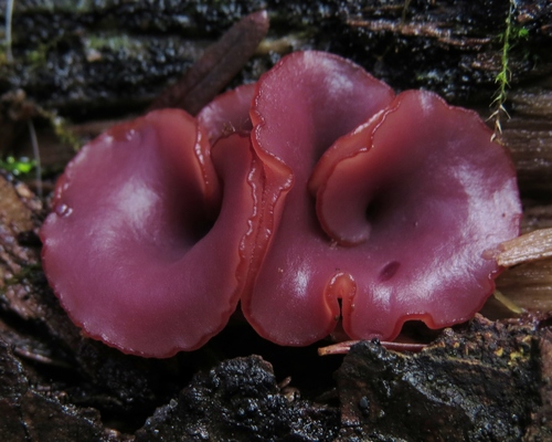 Purple Jellydisc