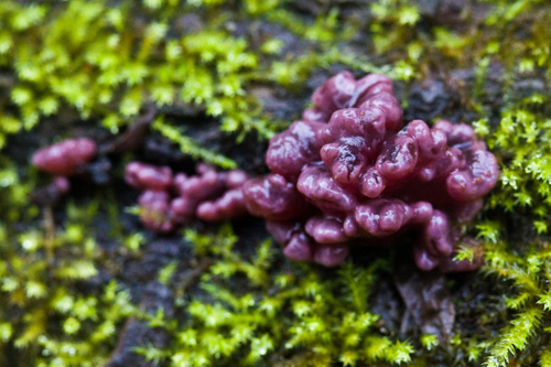 Purple Jellydisc