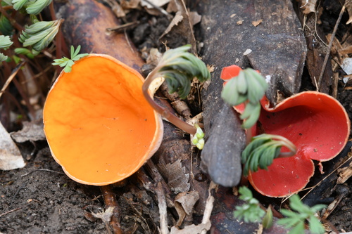 Elf Cups