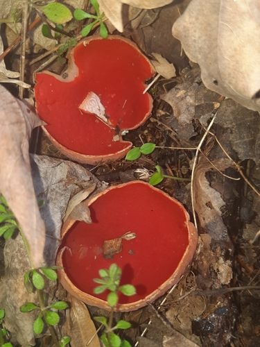Elf Cups