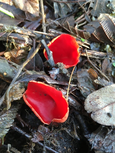Elf Cups