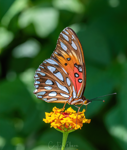 Gulf Fritillary