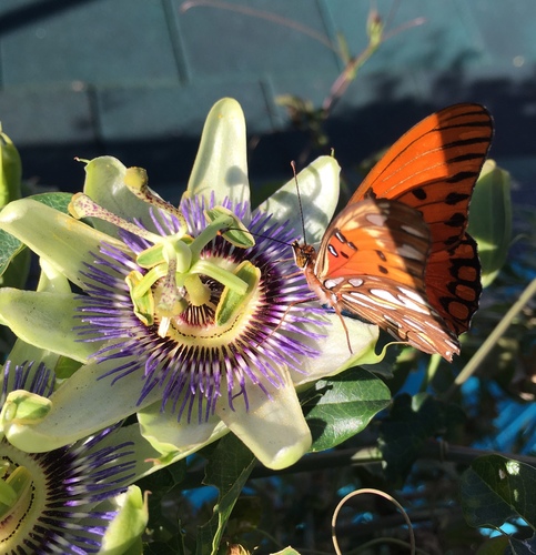 Gulf Fritillary