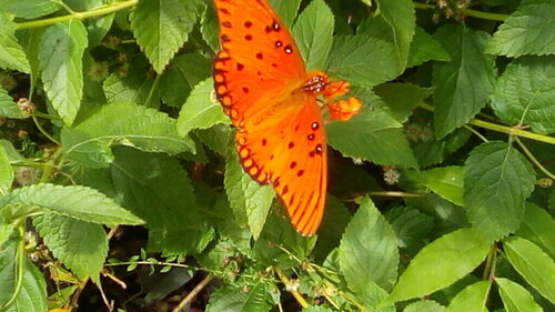 Gulf Fritillary