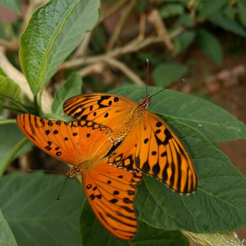 Gulf Fritillary