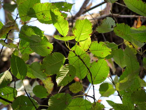 sweet birch