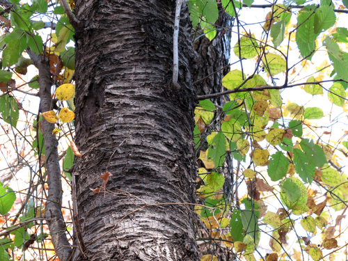 sweet birch