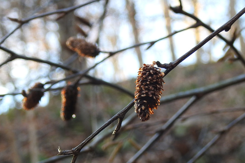 sweet birch