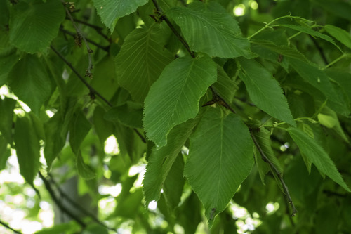 sweet birch