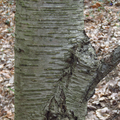 sweet birch