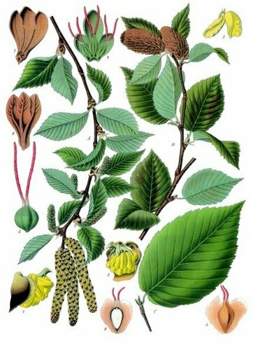sweet birch