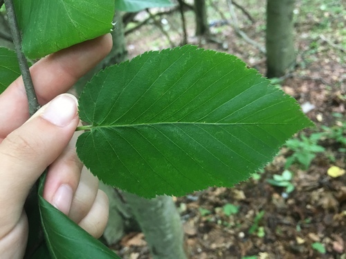 sweet birch