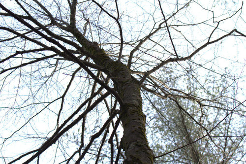 sweet birch