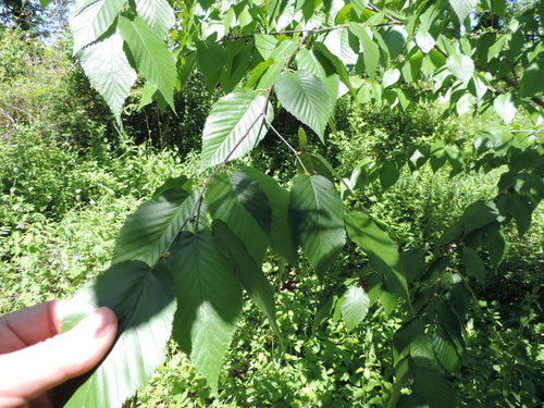 sweet birch