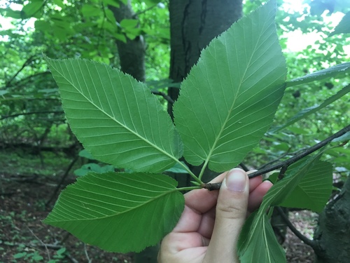 sweet birch