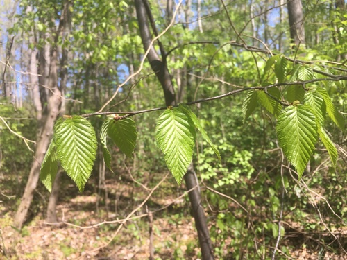 sweet birch