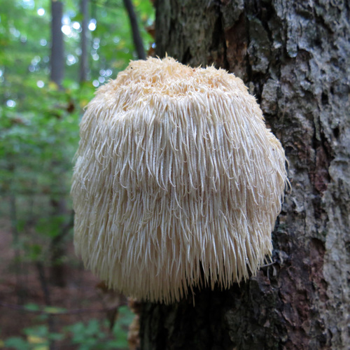 lion's-mane mushroom