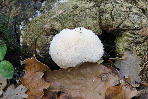 lion's-mane mushroom