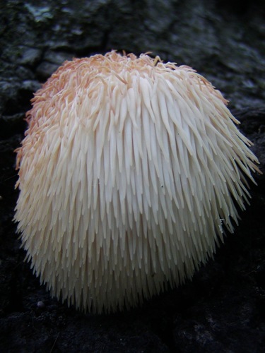 lion's-mane mushroom