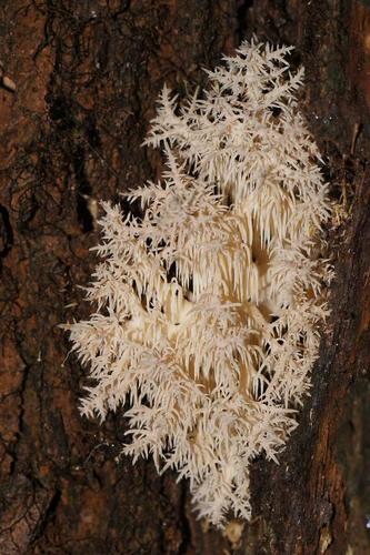 Coral tooth fungus