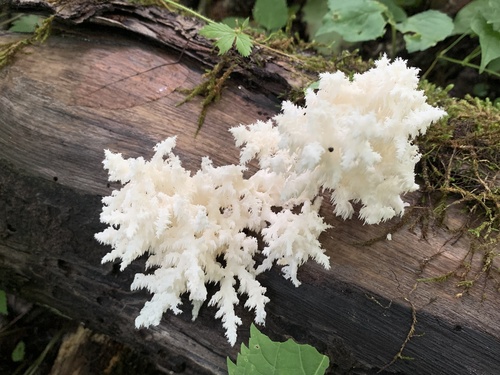 Coral tooth fungus