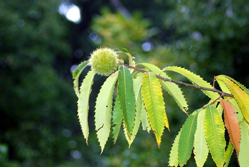 American chestnut