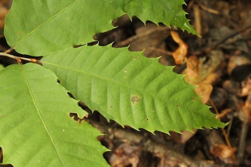 American chestnut