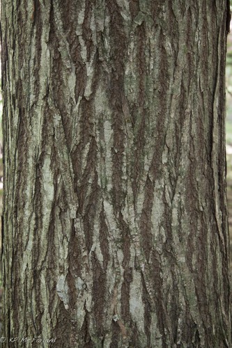 American chestnut