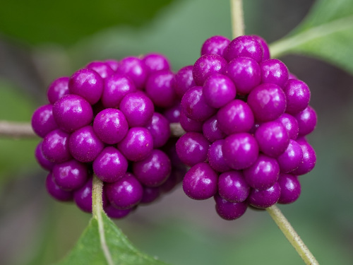 American beautyberry