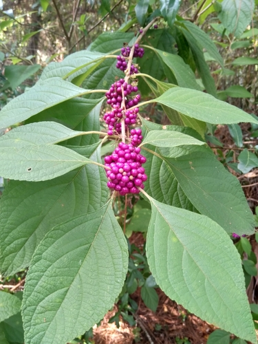 American beautyberry