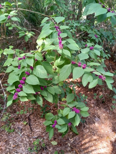 American beautyberry