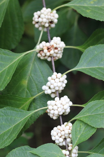 American beautyberry