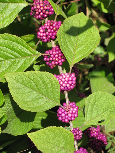 American beautyberry