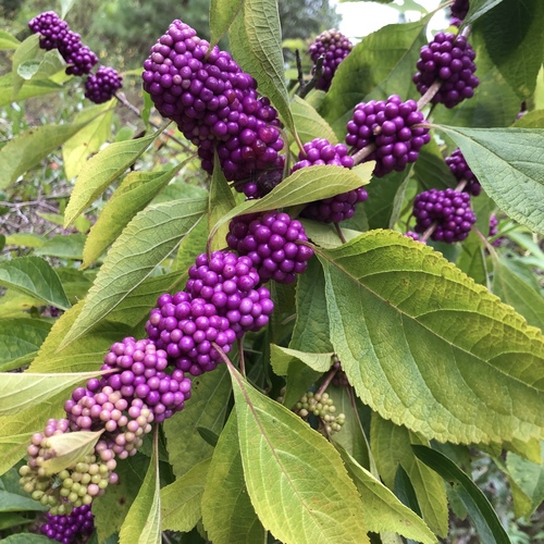 American beautyberry