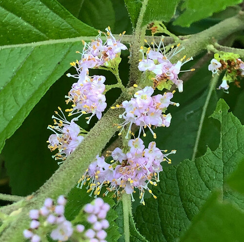 American beautyberry