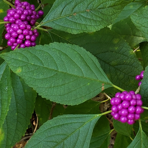 American beautyberry