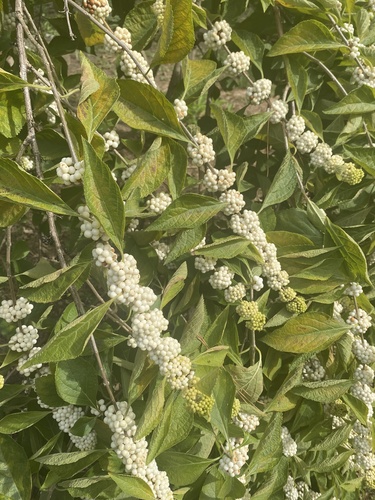 American beautyberry