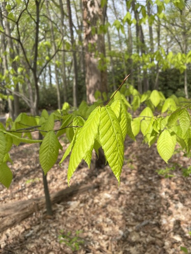 American beech