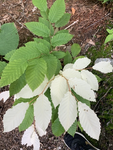 American beech