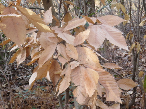 American beech