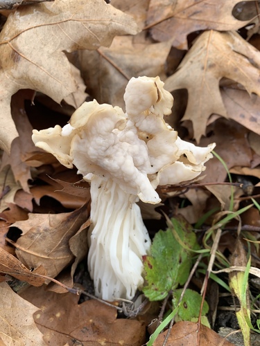 White Saddle