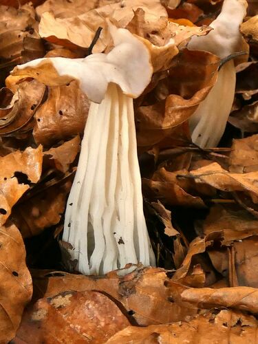 White Saddle