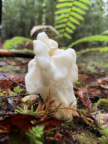 White Saddle