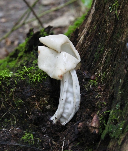 White Saddle