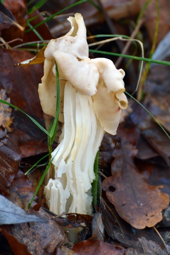 White Saddle