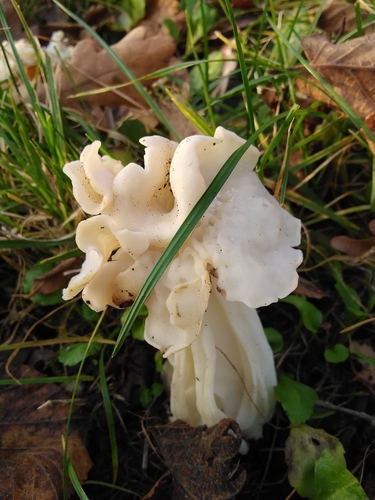 White Saddle