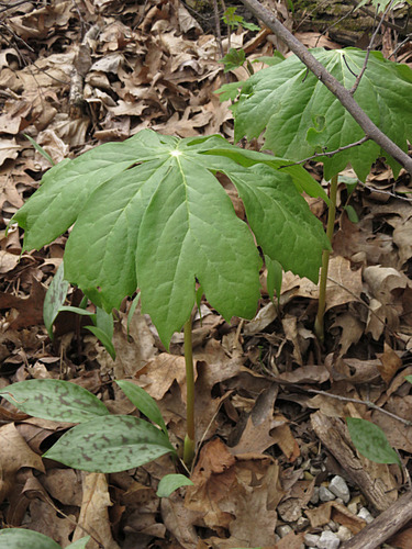 mayapple